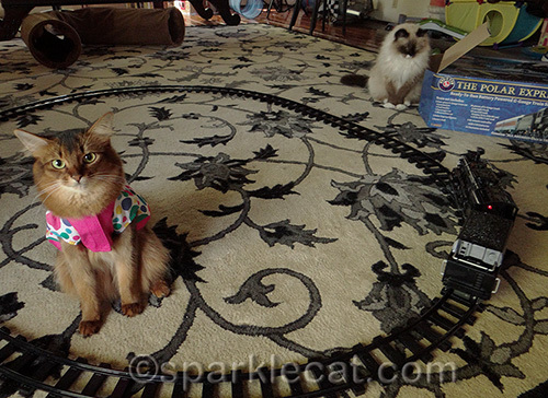 somali cat and ragdoll cat pose with toy train set