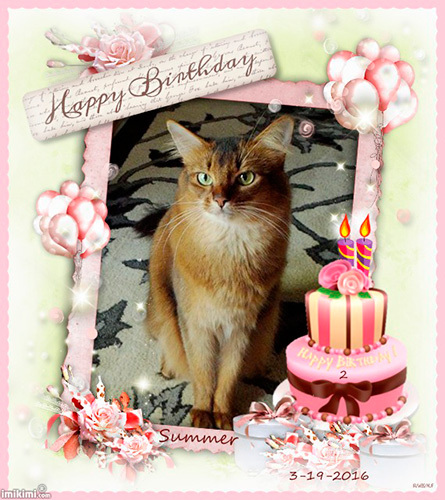 nice cat birthday card