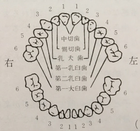 teeth