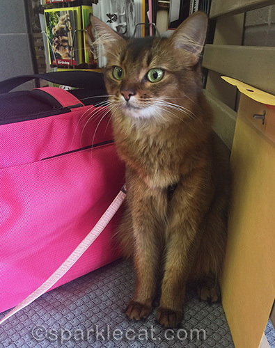 somali cat in veterinary clinic waiting room