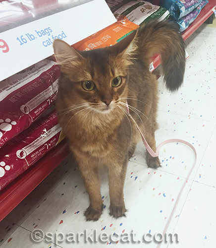 somali cat in cat food aisle at pet store