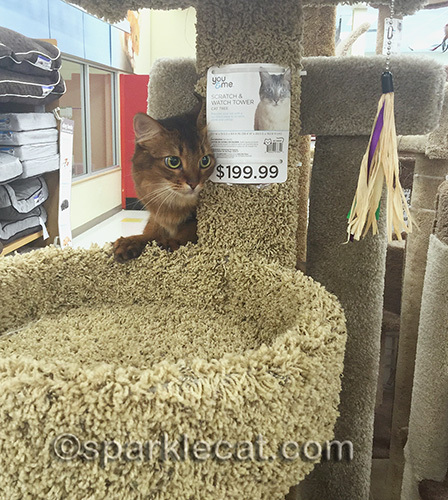 somali cat poses with cat tree in pet store