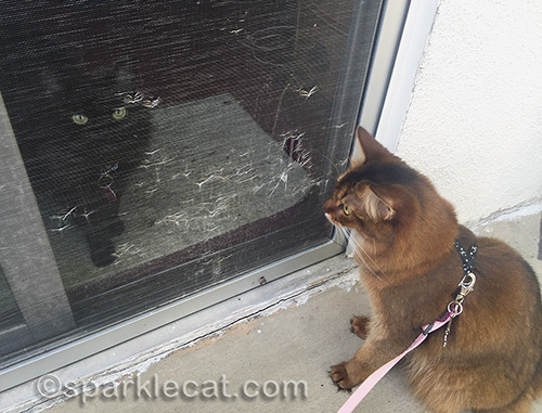 somali cat looks through screen at black cat