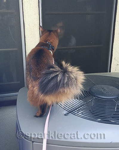 somali cat looking through screen at human