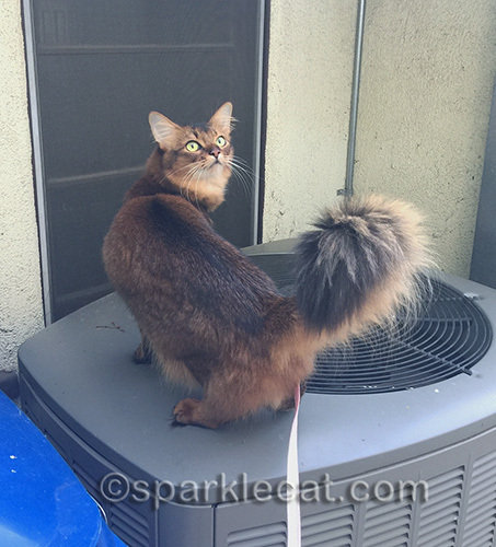 somali cat on air conditioner condenser