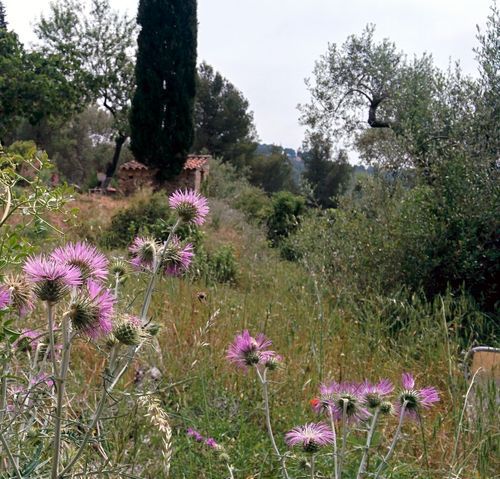 Wildflowers-chardon
