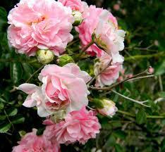 Wild Roses