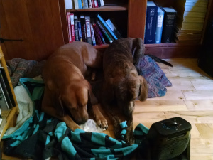 Zeno & Aurelius rockin' the NIN... and their space heater.