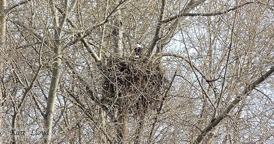 Bald Eagles return to the nest for some serious Spring Cleaning!