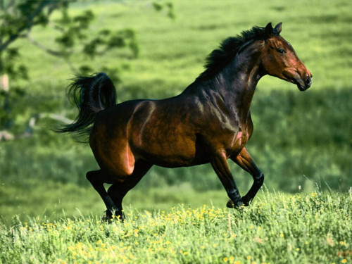horse