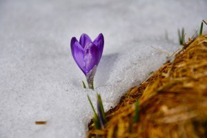 crocus-844938_1280