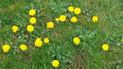 dandelions