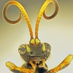 Female_Ichneumon_xanthorius