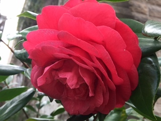 Camellia