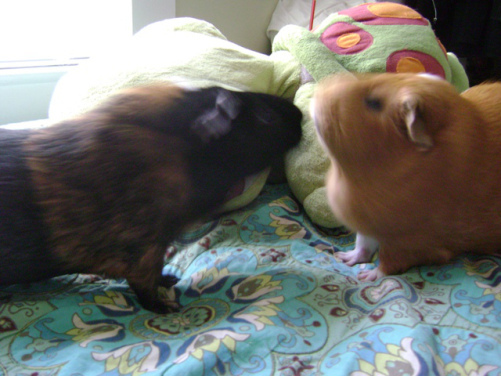 “The wig is not that bad!” – Belvedere “Yes it is! You know it is.” – Pickles 