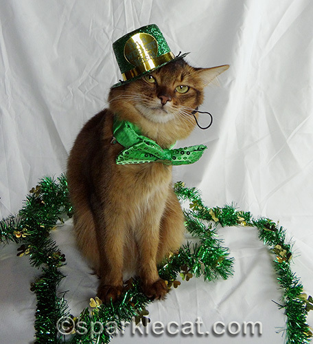 Somali cat wearing St. Patrick's Day hat badly