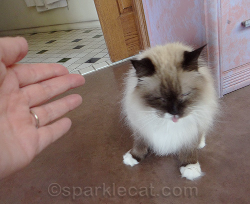ragdoll cat eating treat with hand in photo