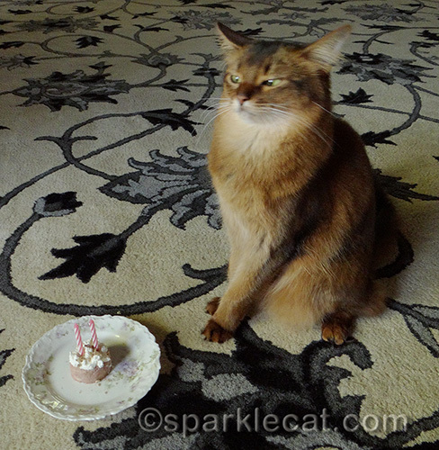 somali cat with cat birthday cake outtake