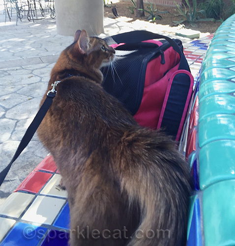 somali cat at Union Station, shot from behind