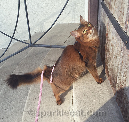 somali cat on leash, waiting to go back inside