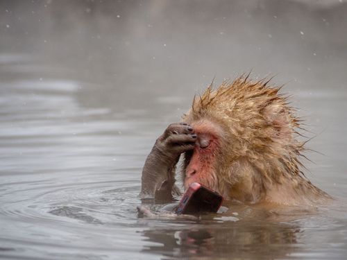 PhoneMonkeyNationalGeographic