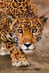jag2