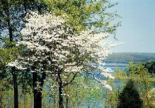  photo dogwoods_zpsxyelk4gn.jpg