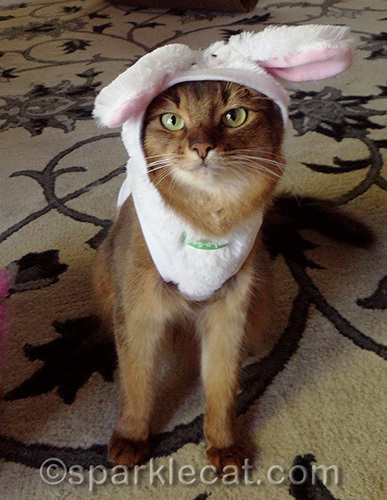 somali cat in easter bunny costume