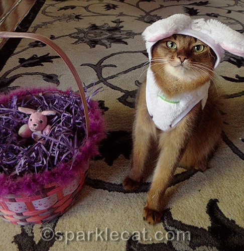 somali cat in bunny costume poses with easter basket with toy bunny