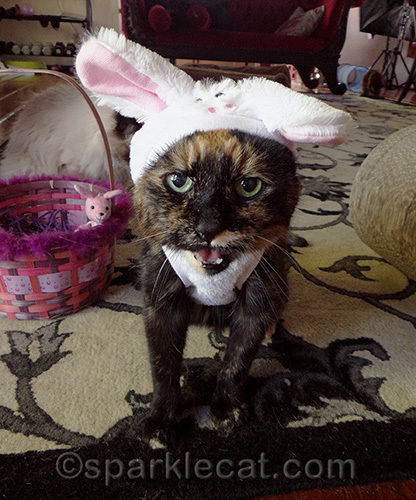 tortoiseshell cat unhappy about wearing bunny costume