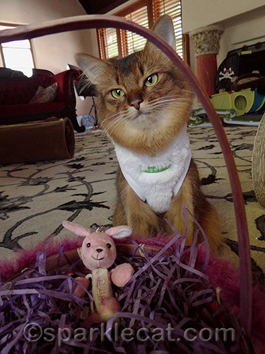 somali cat with easter basket and toy bunny