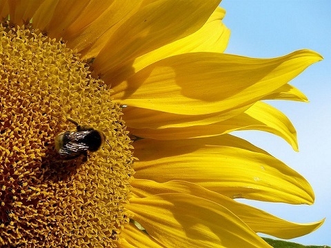 Photo: How to lure pollinators with sunflowers