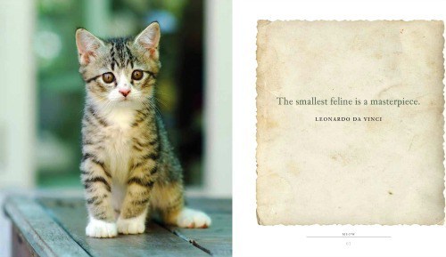 cat-quotes