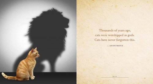 cat-quotes