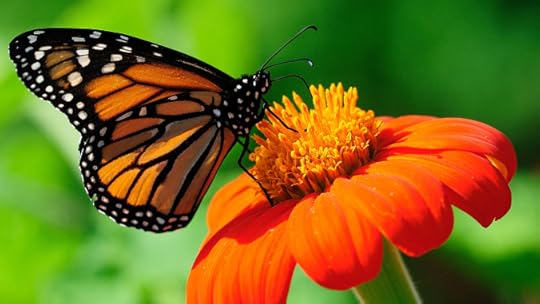 butterfly.jpg