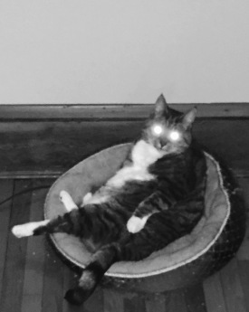 Fender Laser Eyes