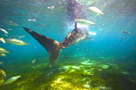 shark tail