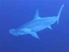 sharks-266014_1920