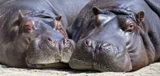 hippo-783522_1920