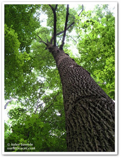 http://ourlittleacre.blogspot.com/2007/06/great-black-swamp.html