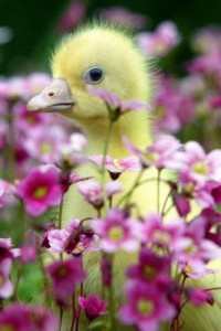 duck in flower garden