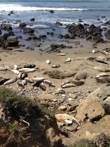walrus sea lions seals sunbathing