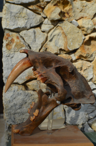 saber tooth skull