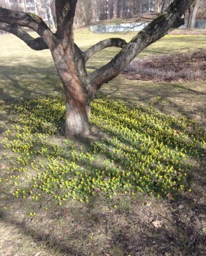Promenad i min förort. Plockade en tusensköna, en vintergäck och en liten scilla. Saknar min träääädgård.