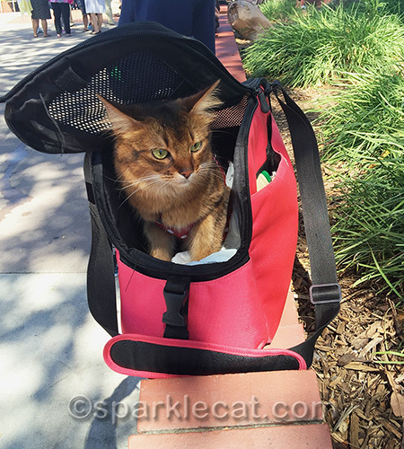 Somali cat in carrier on Olvera Street in Los Angeles