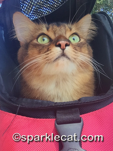 Somali cat doing selfies in carrier