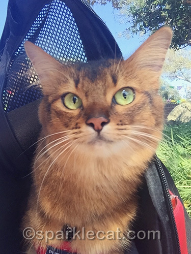 somali cat hears something