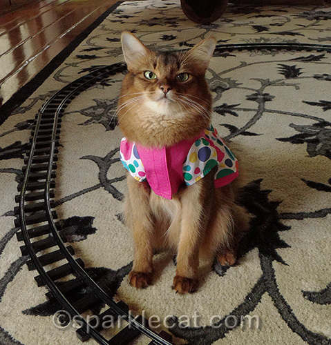 somali cat in birthday dress by toy train tracks