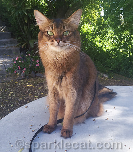somali cat sitting on a table in a yard