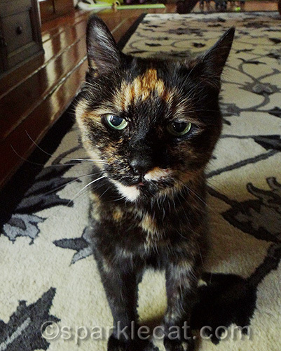 tortoiseshell cat with lots of opinions
